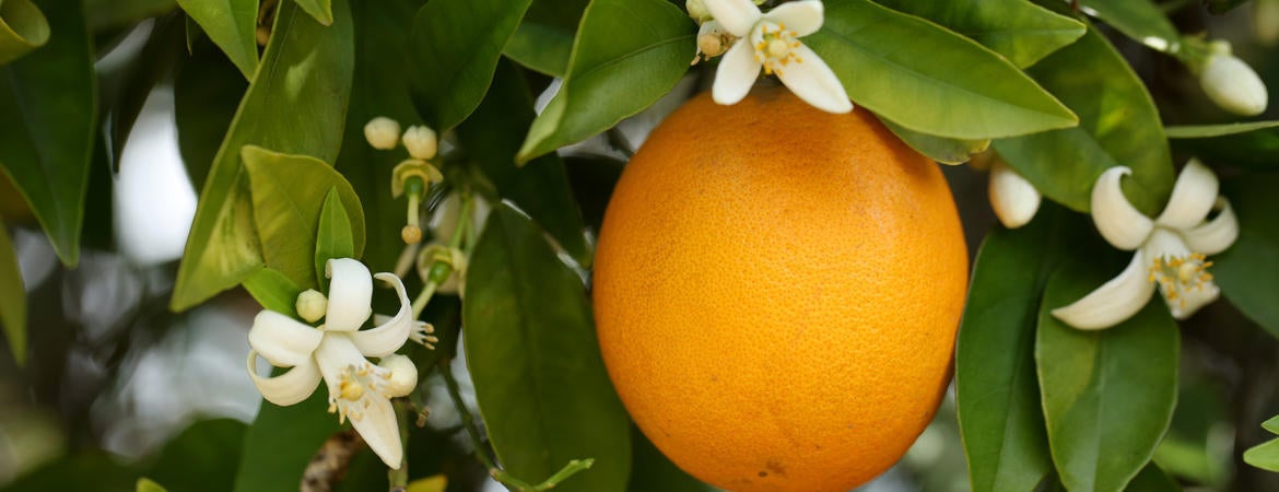 A citrus bloom 