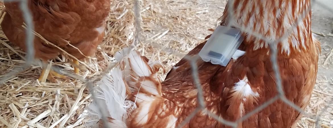 chicken wearing a backpack sensor