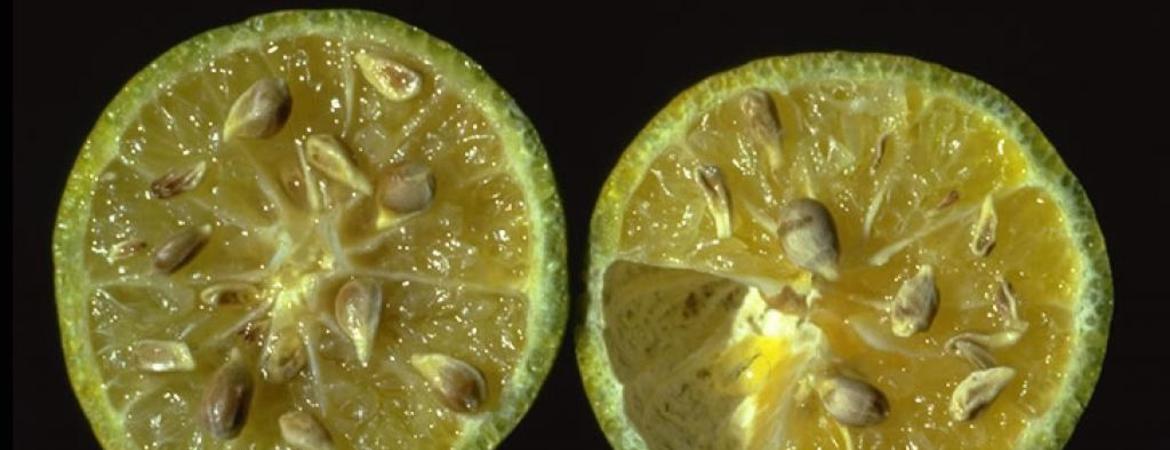 infected citrus