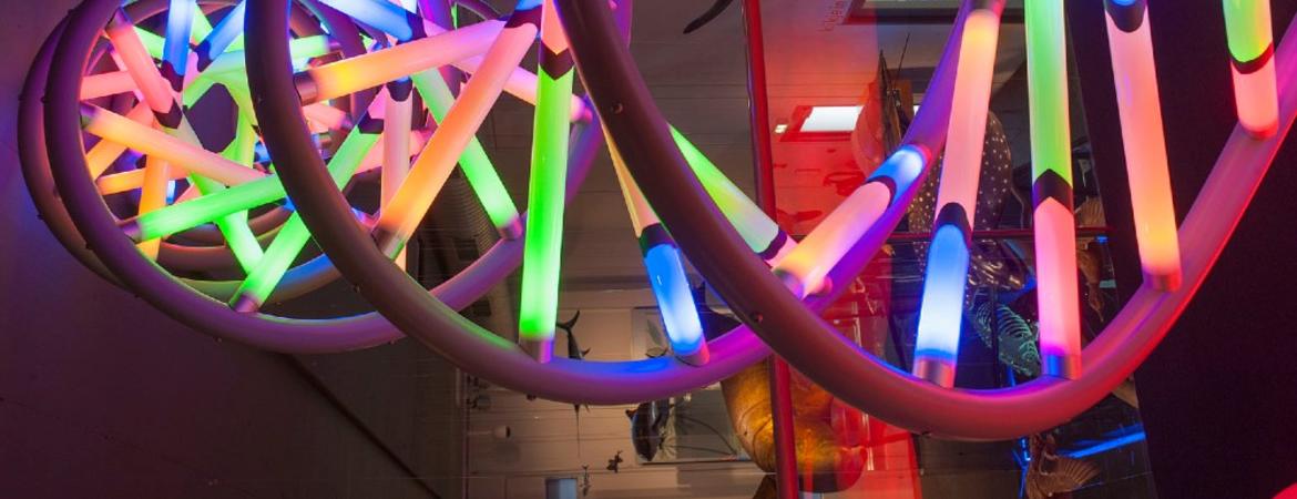 DNA model display