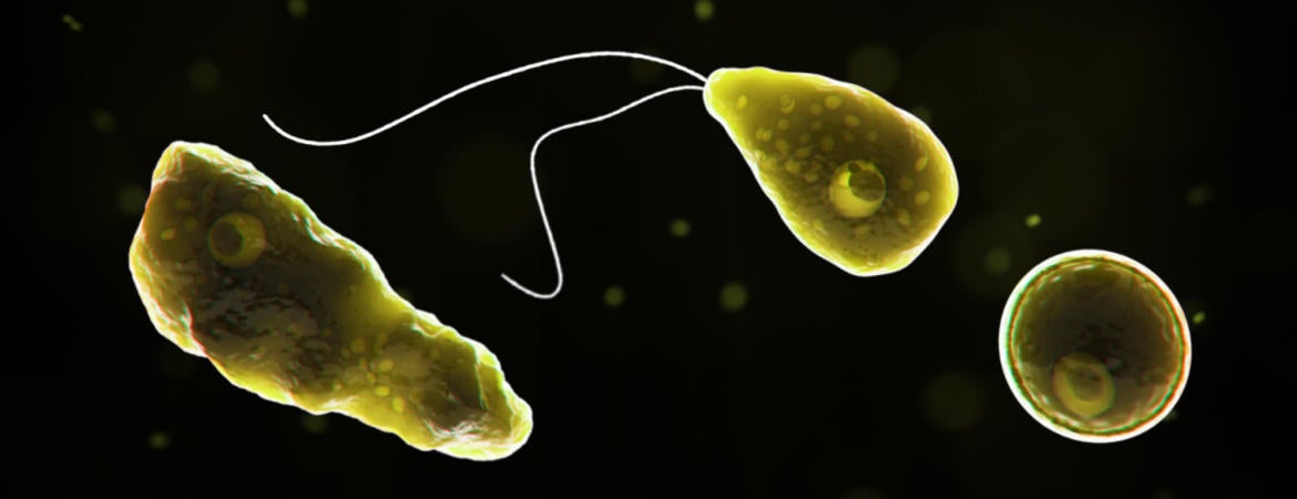 brain-eating amoeba 