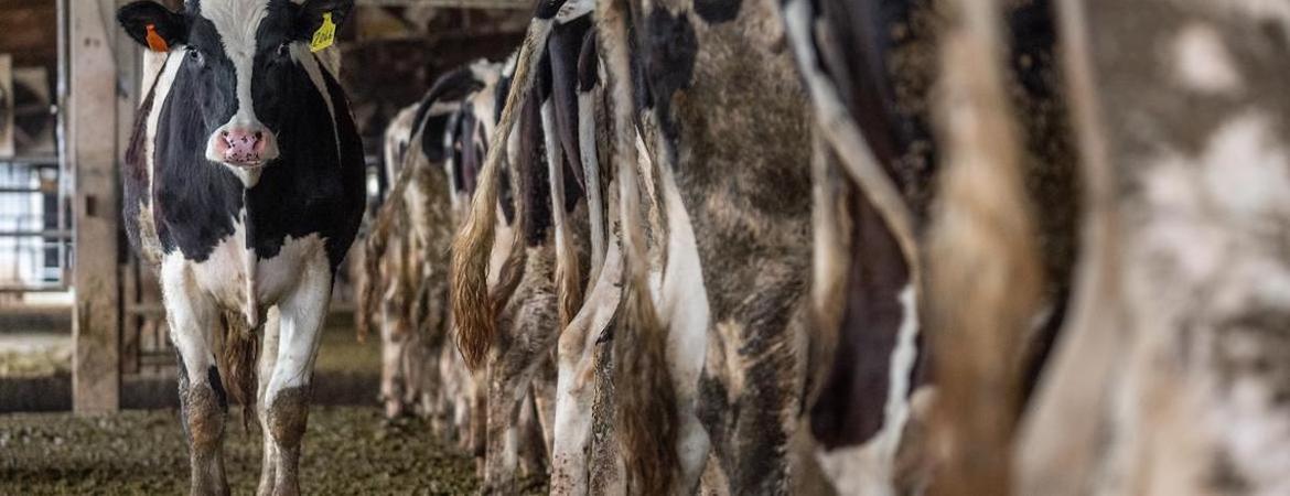 cows packed in tightly at a factory farm