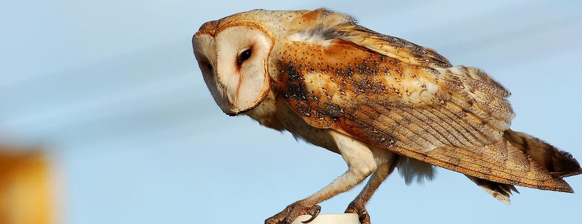 owl