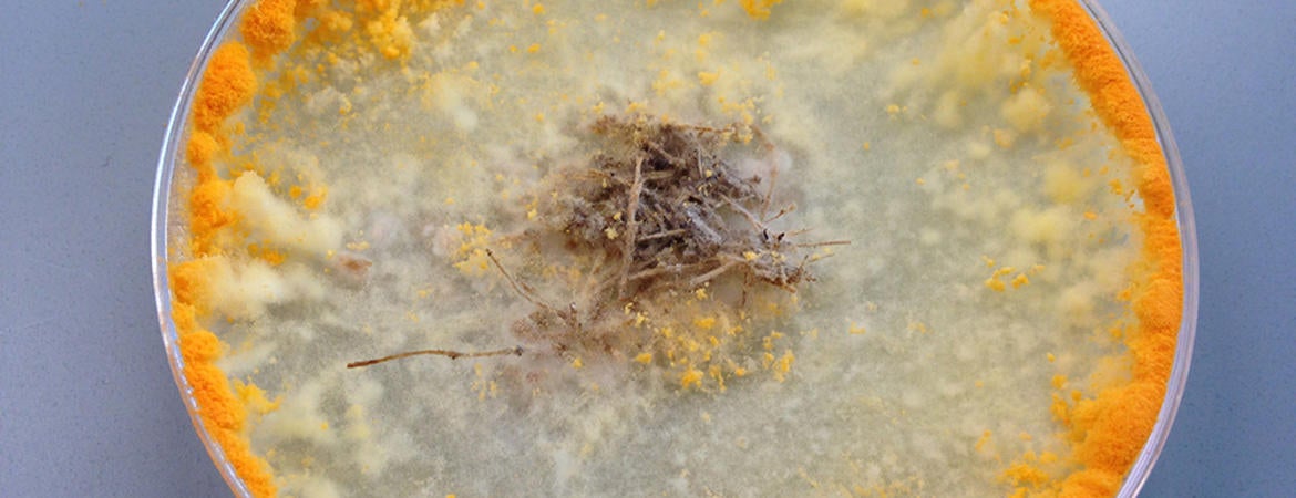 neurospora