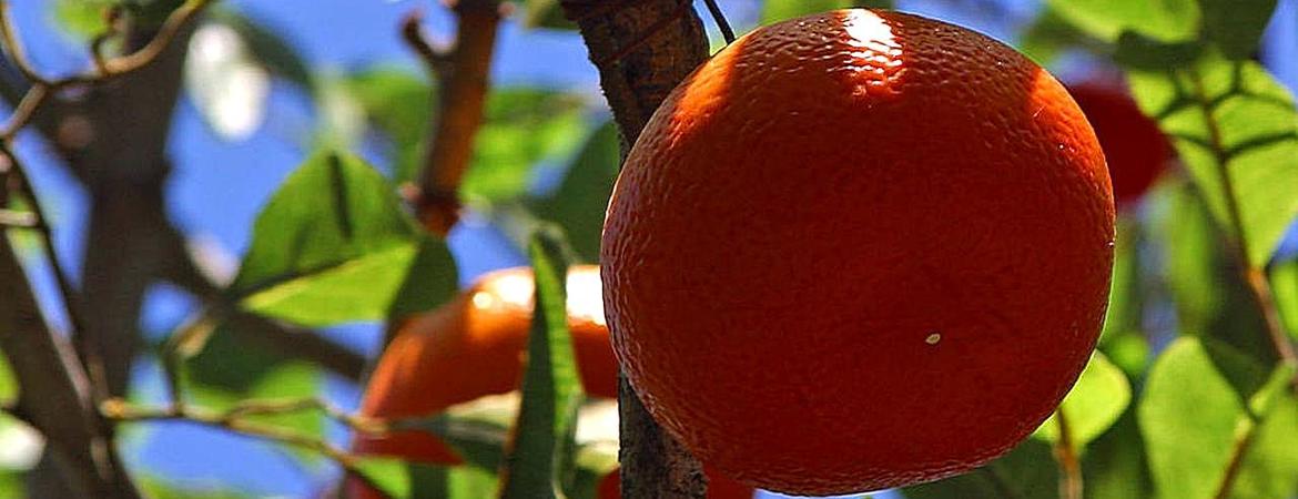citrus