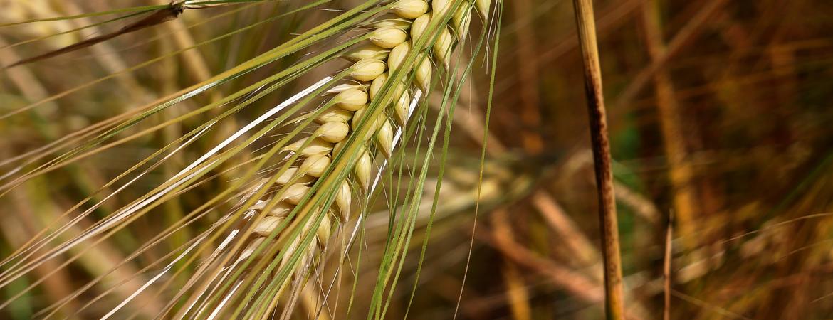 barley