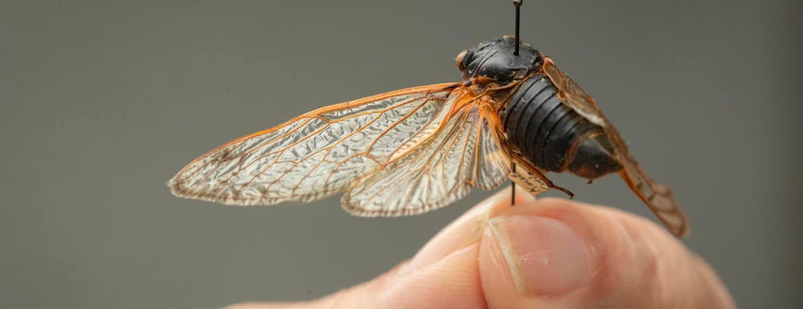 A hand holds up a cicada specimen