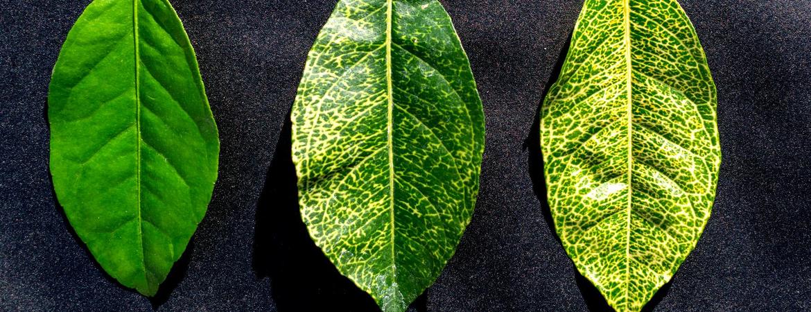 Yellow vein disease