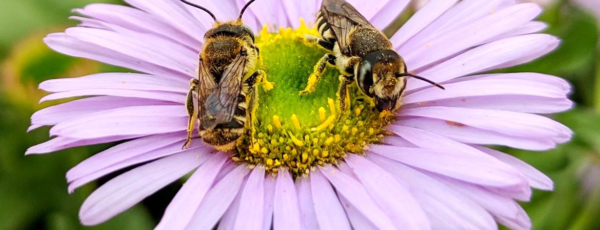bees foraging