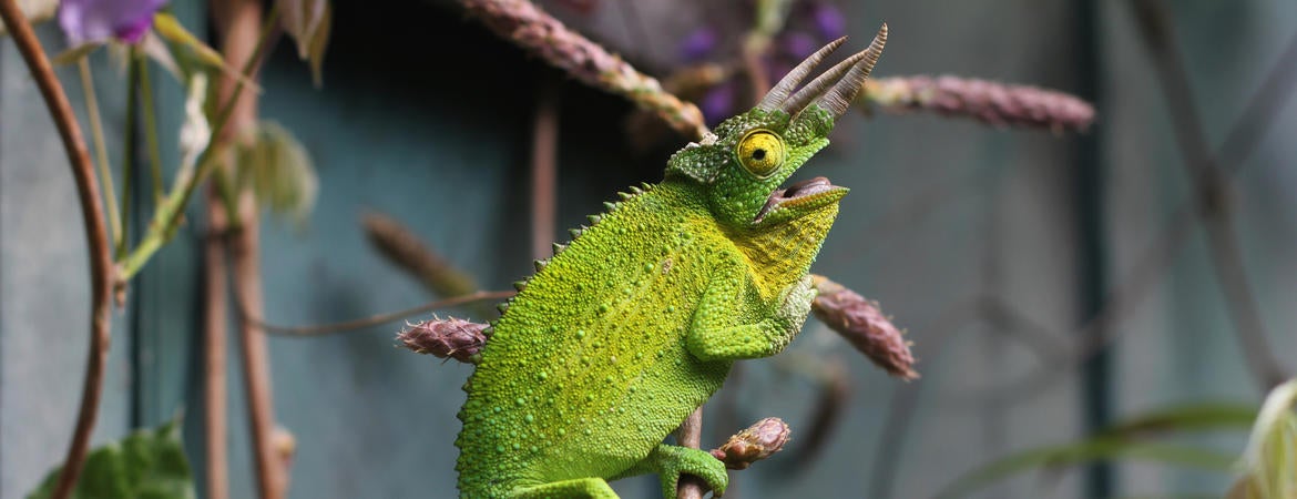 African chameleon