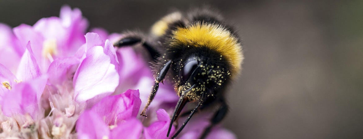 bumble