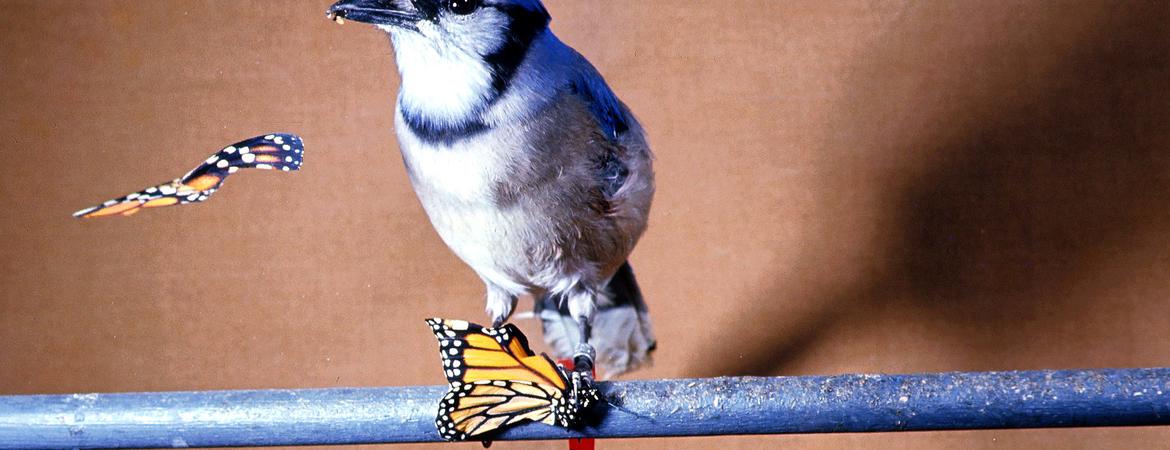 blue jay about to have a lunch it will regret