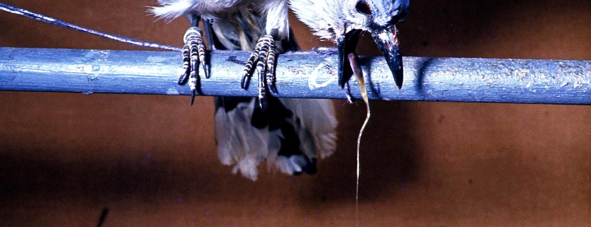 vomiting bluejay