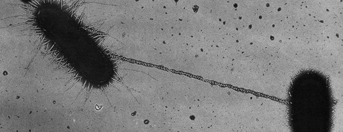 bacteria pilus