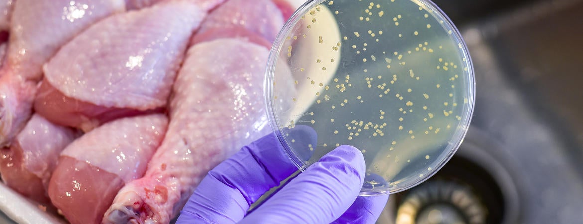 tryptophan bacteria
