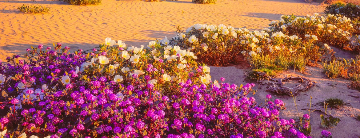 desert wildflowers