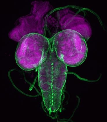 drosophila brain