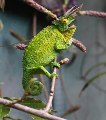 African chameleon