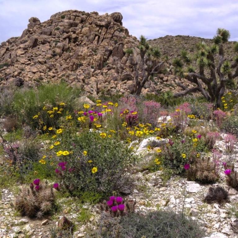 A photo of California's inland desert region showing wild flowers.