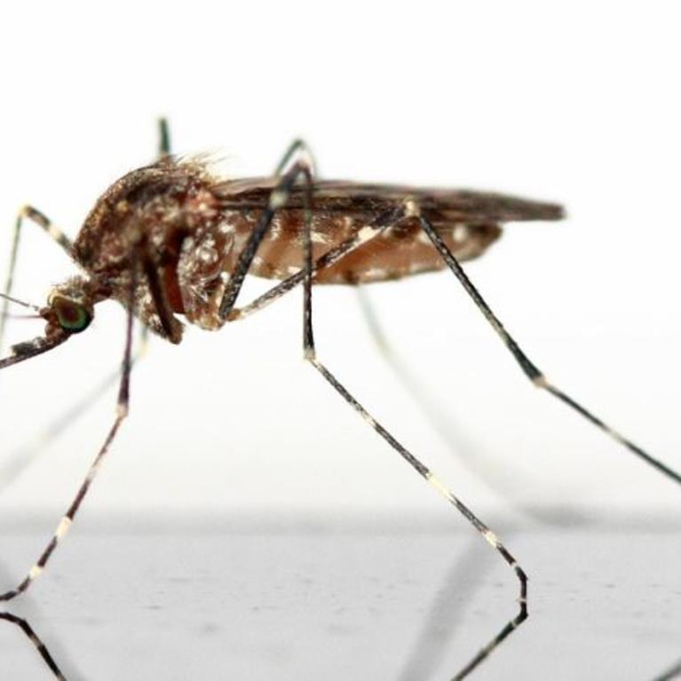 mosquito