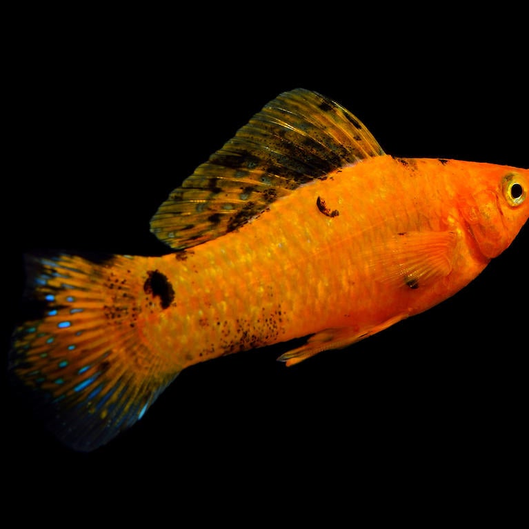 Molly fish showing large dorsal fin