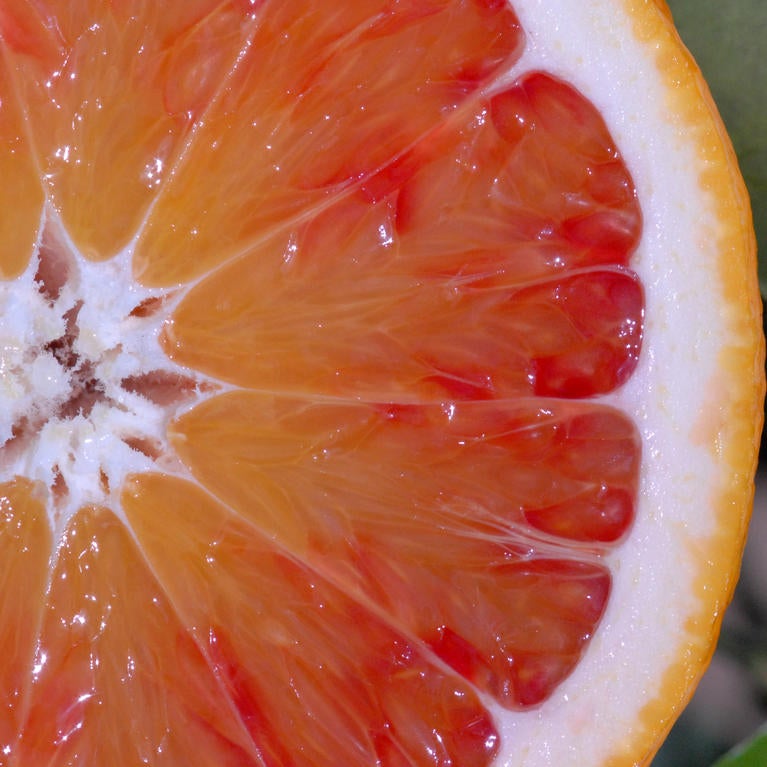 pummelo-orange hybrid fruit 