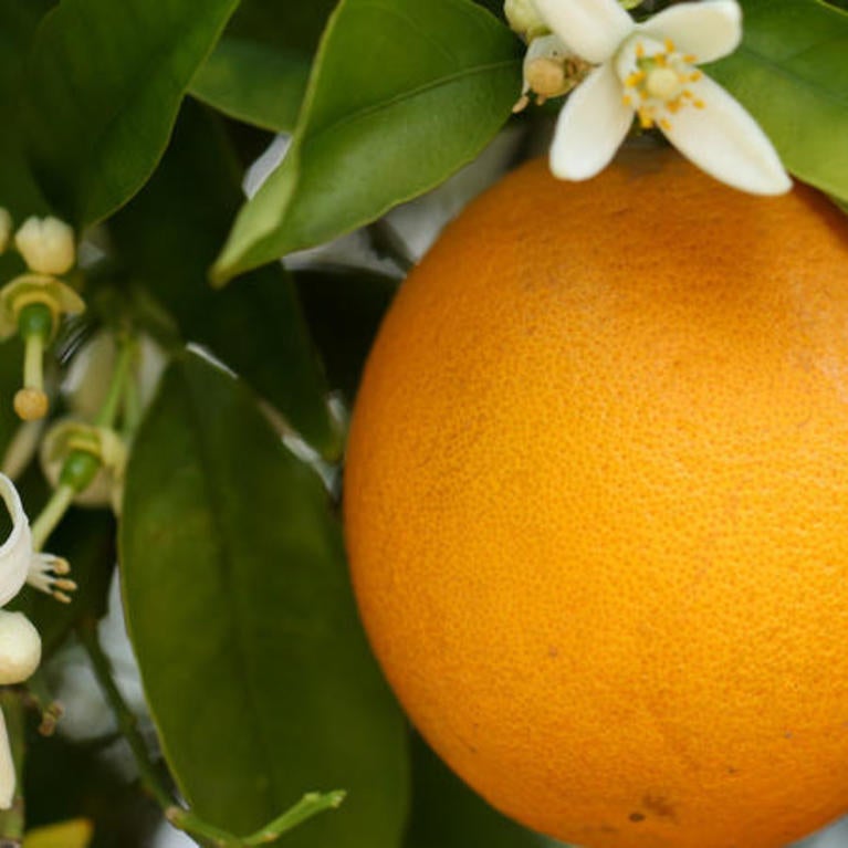 A citrus bloom 
