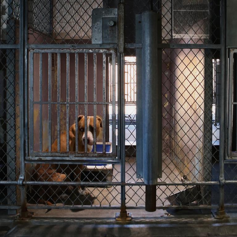 A pit bull dog in a kennel at animal shelter credit Paul Knight