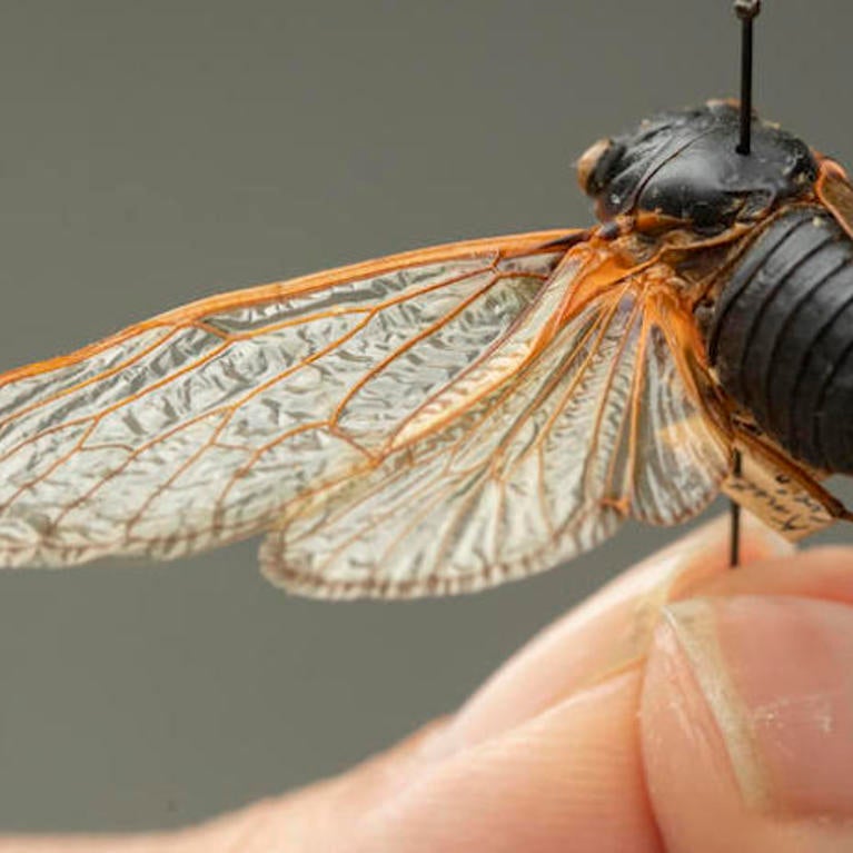 A hand holds up a cicada specimen 