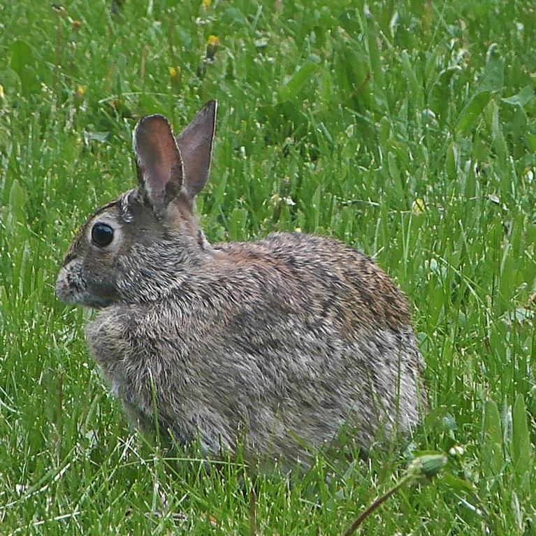 An Eastern Cottontail rabbit