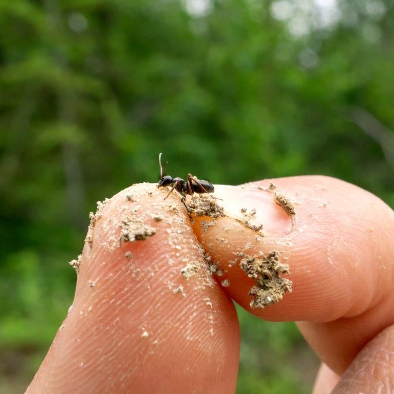 ant in hand