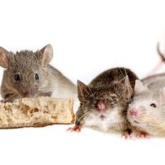 happy mice