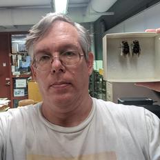 Entomologist Doug Yanega and Asian Giant Hornets