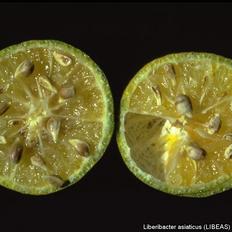 infected citrus