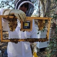 beekeeper