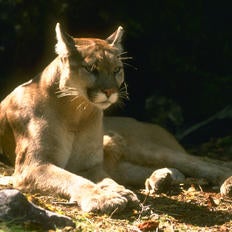 A mountain lion laying down.