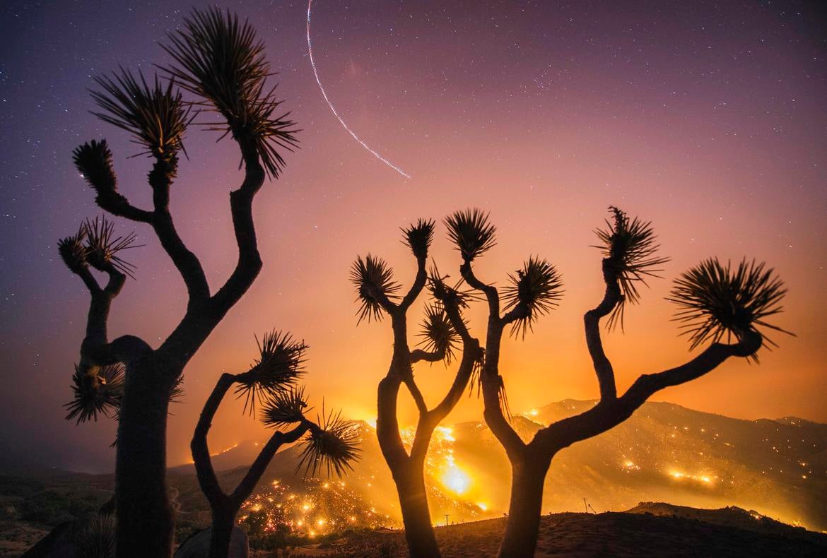 Stuart Palley Stuart Palley, "Burned Joshua Trees, Erskine Fire," 2016. (Courtesy of the artist)