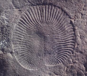 The fossil animal Dickinsonia