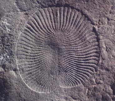 Dickinsonia-2 The fossil animal Dickinsonia