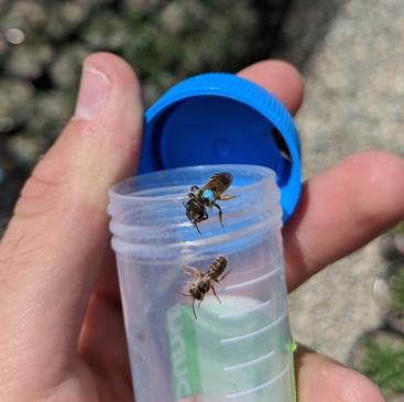 Female and male sweat bees