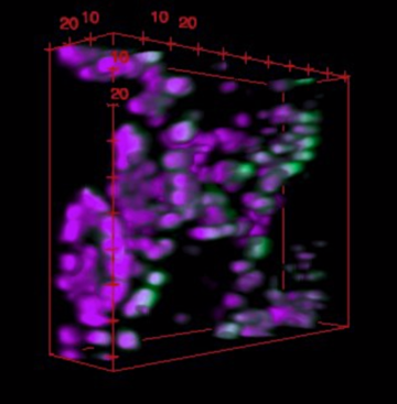 green fluorescent protein