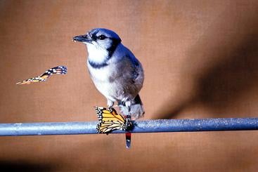 blue jay about to have a lunch it will regret