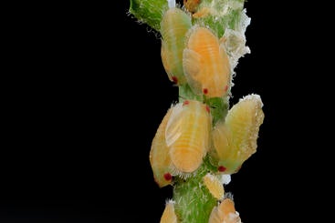 Asian citrus psyllid nymphs