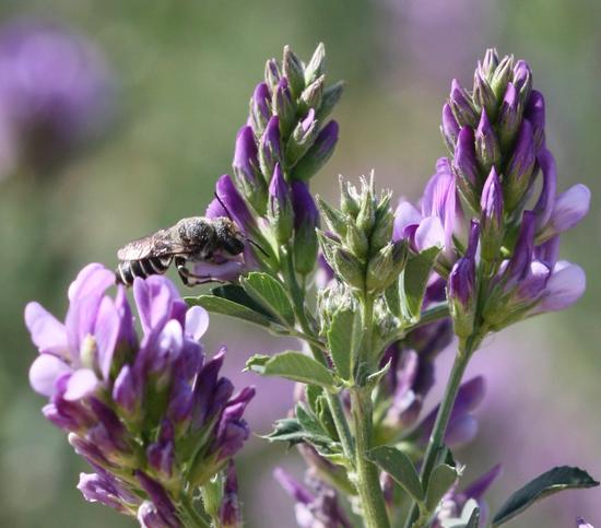 Bee and flower a picture of a bee on a flower.
