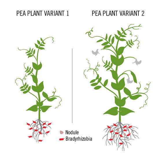 Bradyrhizobia An illustration showing how some generic variants of the pea plant Acmispon strigosus are better than others at recruiting growth-promoting microbes into their root nodules.