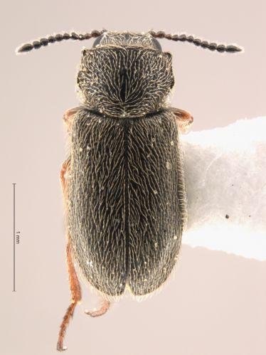 Trichochrous kernensis The recently rediscovered Trichochrous kernensis has only been seen once before, in 1913.