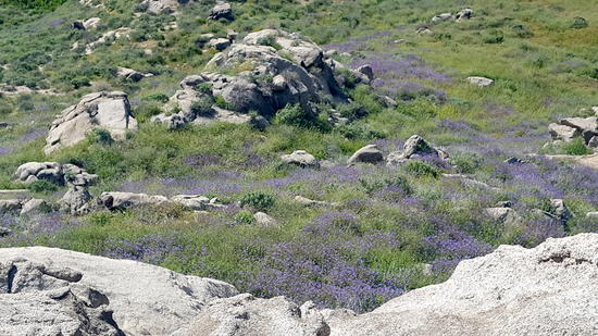bluebells on the south slope of picnic hill