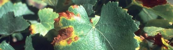 Pierce's Disease Pierce's Disease