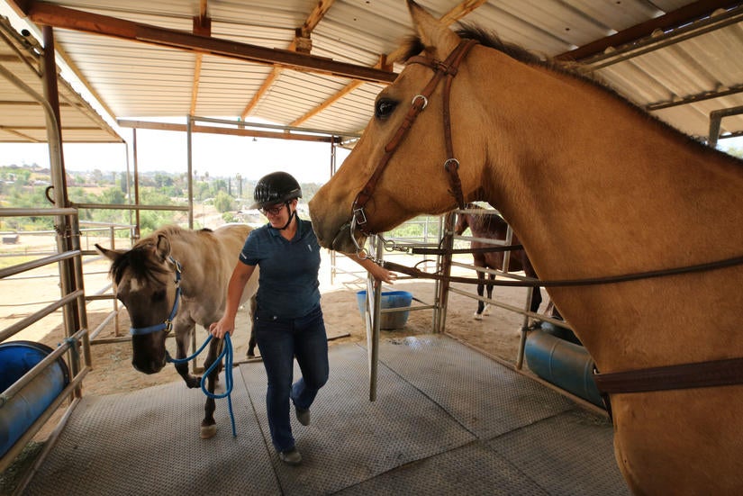 this ucr historian once trained horses; now she studies them