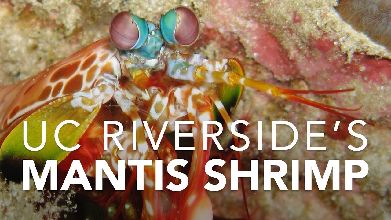 How Mantis Shrimp Pack The Meanest Punch News